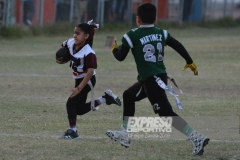 finalescopahalcones240519029